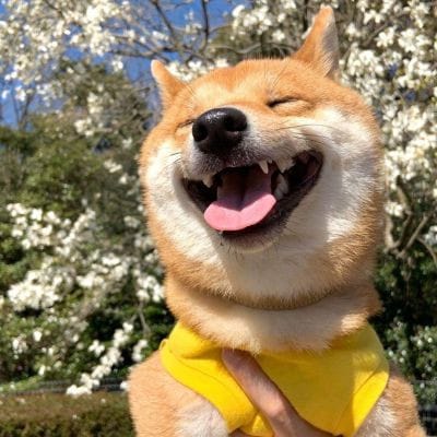 Phạm Bảo Yến avatar